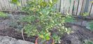 Citrus sinensis doppio sanguino x citrus limon Meyer