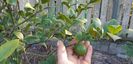 Citrus sinensis doppio sanguino x citrus limon Meyer
