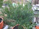 Citrus australasica roz sau finger lime