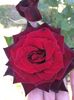 Black Baccara