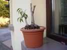 Ficus plangator (Weeping fig)