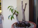 Ficus plangator (Weeping fig)