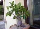 Ficus microcarpa cv. ginseng