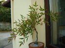 Nandina domestica nana