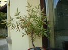 Nandina domestica nana