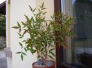 Nandina domestica nana