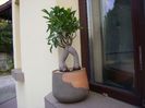 Ficus microcarpa cv. ginseng