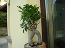 Ficus microcarpa cv. ginseng