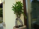 Ficus microcarpa cv. ginseng