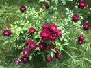Burgundy Ice