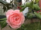 Rosa Nahema