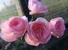 Rosa Nahema