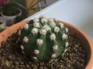 Echinopsis denudataum