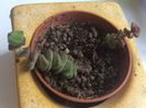 Crassula rupestris hottentot
