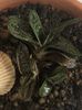 Gasteria little worthy
