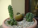 Grup de 5 cactusi