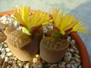Lithops