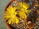 Lithops