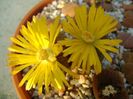 Lithops