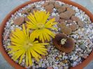 Lithops