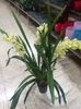 Cymbidium 11.10.2018