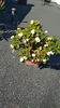 Euphorbia Milii 'Dwarf White'