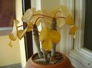 Jatropha podagrica