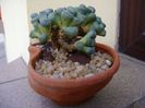 Aloinopsis schooneesii