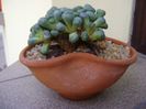 Aloinopsis schooneesii