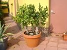 Ficus benjamin verde, variegat & Ficus curly