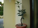Laurus nobilis (Dafin)