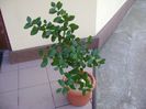 Acca sellowiana (Feijoa)