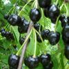 Cirese negre Amar Maxut