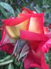 D5259A12-074B-4778-8143-F3712004E1F7