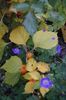 Physalis