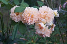 Pegasus_david austin shrub 120-150 inaltime