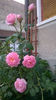 Scepter d'Isle (3)