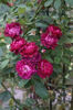 Cardinal hume butasi Shrub 75-125inaltime
