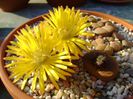 Lithops