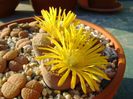 Lithops