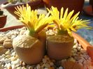 Lithops