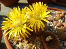 Lithops