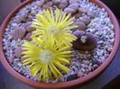 Lithops