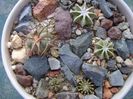 Grup de 5 cactusi