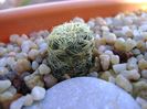 Sulcorebutia roberto-vasquezii, LH 1424