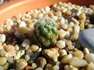 Sulcorebutia langeri, KHM 0030 North of Vallegrande, Santa Cruz