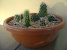Grup de 7 cactusi