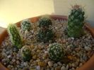 Grup de 7 cactusi