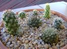 Grup de 7 cactusi