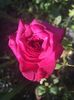 FB4B965A-F848-417C-9B14-D1D2B767CA0C